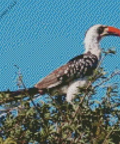 Tanzanian Red Billed Hornbill Diamond Painting