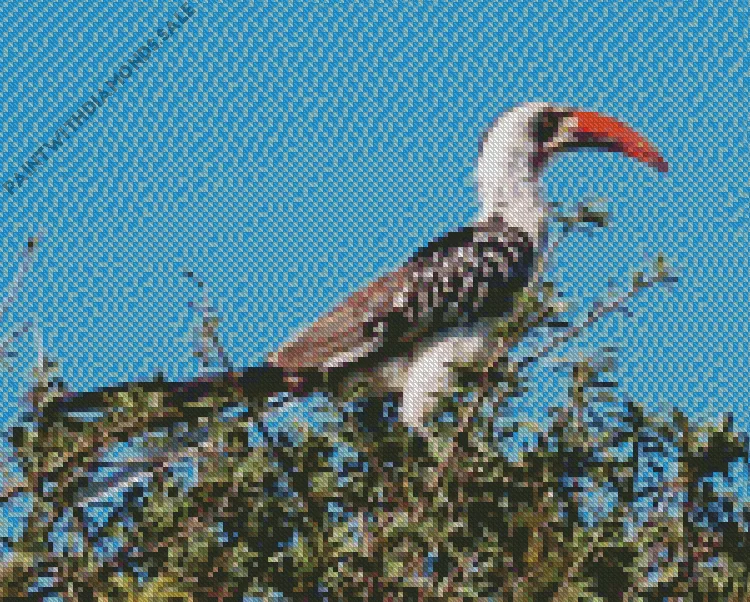 Tanzanian red billed hornbill Diamond Dotz Tanzanian Red Billed Hornbill Diamond Painting