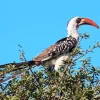 Tanzanian Red Billed Hornbill Diamond Painting