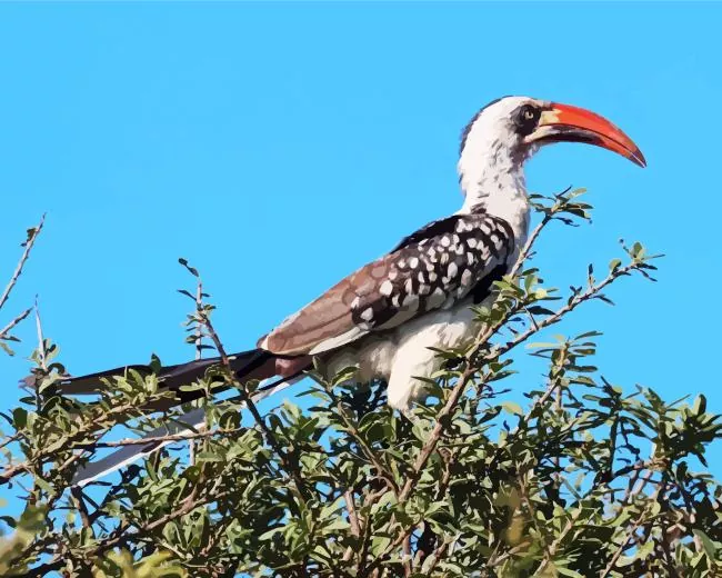 Tanzanian red billed hornbill Diamond With Numbers Tanzanian Red Billed Hornbill Diamond Painting