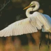 The Great Egret Bird Diamond Painting