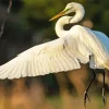 The Great Egret Bird Diamond Painting