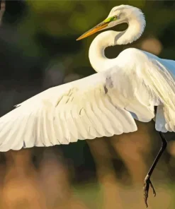 The Great Egret Bird Diamond Painting