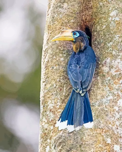 Tickells brown hornbill Diamond With Numbers Tickells Brown Hornbill Diamond Painting