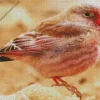 Trumpeter Finch Diamond Painting