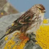 Twite Diamond Painting