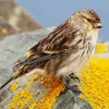 Twite Diamond Painting