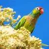 Varied Lorikeet Diamond Painting