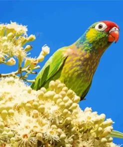 Varied Lorikeet Diamond Painting