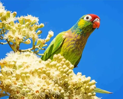 Varied Lorikeet Diamond Painting