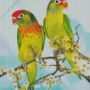 Varied Lorikeet Birds Diamond Painting