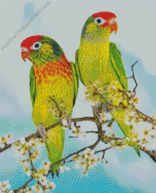 Varied Lorikeet Birds Diamond Painting