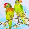 Varied Lorikeet Birds Diamond Painting