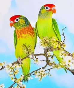 Varied Lorikeet Birds Diamond Painting