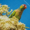 Varied Lorikeet Diamond Painting