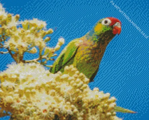 Varied Lorikeet Diamond Painting