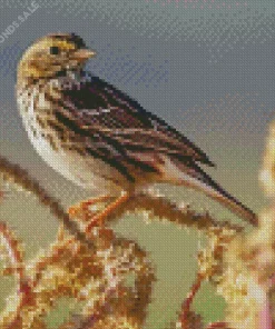 Vesper Sparrow Diamond Painting