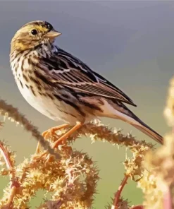 Vesper Sparrow Diamond Painting