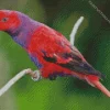 Violet Necked Lory Art Diamond Painting