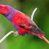 Violet Necked Lory Art Diamond Painting