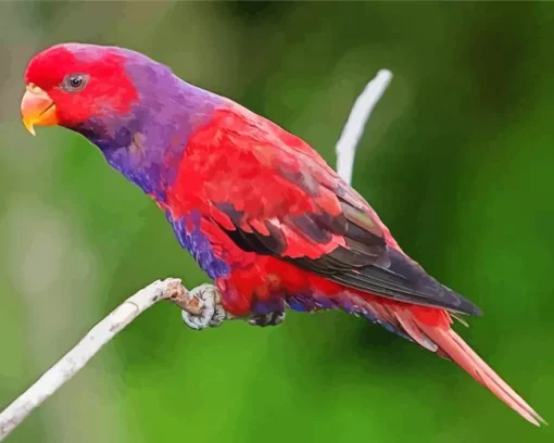 Violet Necked Lory Art Diamond Painting