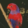 Violet Necked Lory Diamond Painting