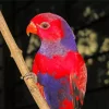 Violet Necked Lory Diamond Painting