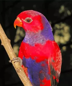 Violet Necked Lory Diamond Painting