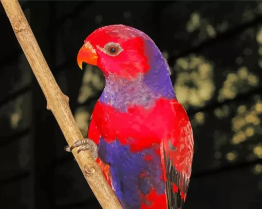 Violet Necked Lory Diamond Painting