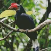 Waldens Hornbill Diamond Painting
