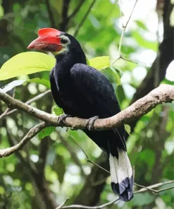 Waldens Hornbill Diamond Painting