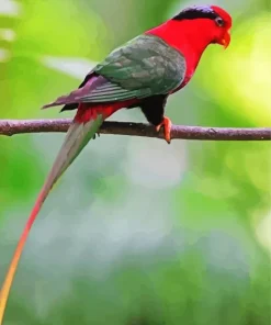 West Papuan Lorikeet Diamond Painting