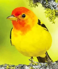 Western Tanager Art Diamond Painting