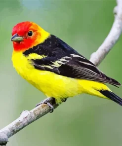 Western Tanager Bird Diamond Painting