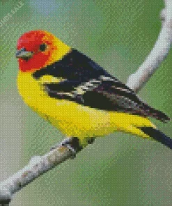 Western Tanager Bird Diamond Painting