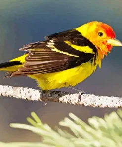 Western Tanager On A Branch Diamond Painting