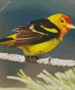 Western Tanager On A Branch Diamond Painting