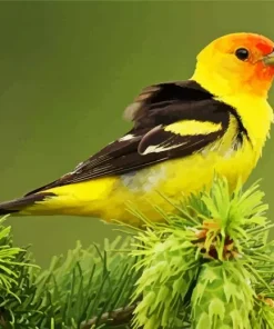 Western Tanager On A Tree Diamond Painting