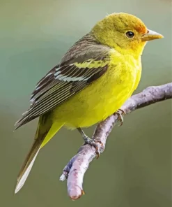 Western Tanager On A Tree Branch Diamond Painting