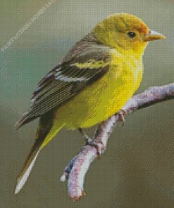 Western Tanager On A Tree Branch Diamond Painting