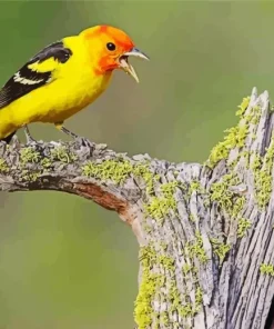 Western Tanager Diamond Painting