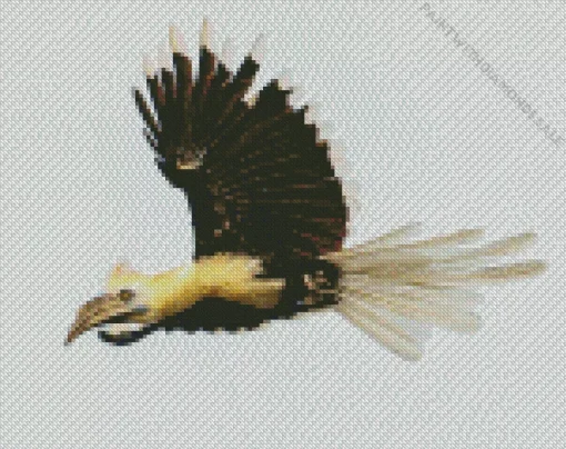 White Crowned Hornbill Diamond Painting