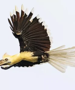 White Crowned Hornbill Diamond Painting