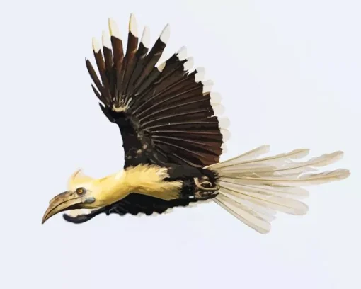 White Crowned Hornbill Diamond Painting