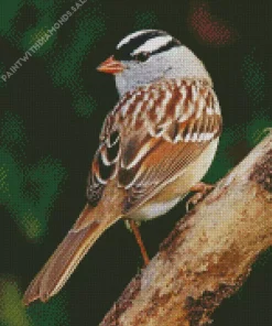 White Crowned Sparrow Diamond Painting