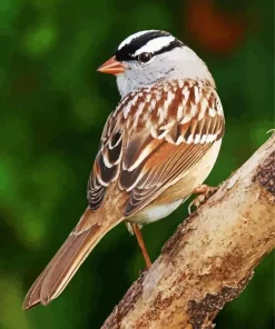 White Crowned Sparrow Diamond Painting