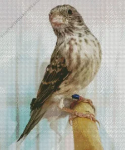 White Rumped Seedeater Diamond Painting