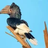 White Thighed Hornbill Diamond Painting