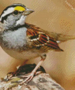 White Throated Sparrow Diamond Painting