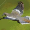 White Winged Dove Diamond Painting